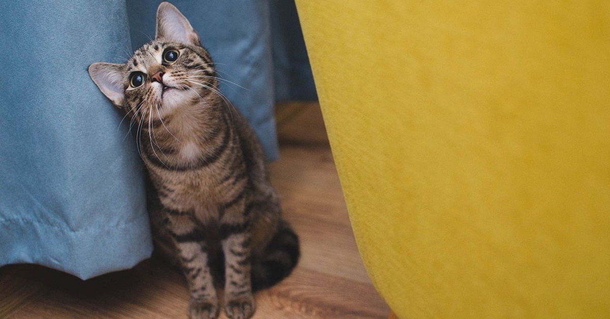 5 modi per aiutare il gatto a fare amicizia: trucchi e consigli