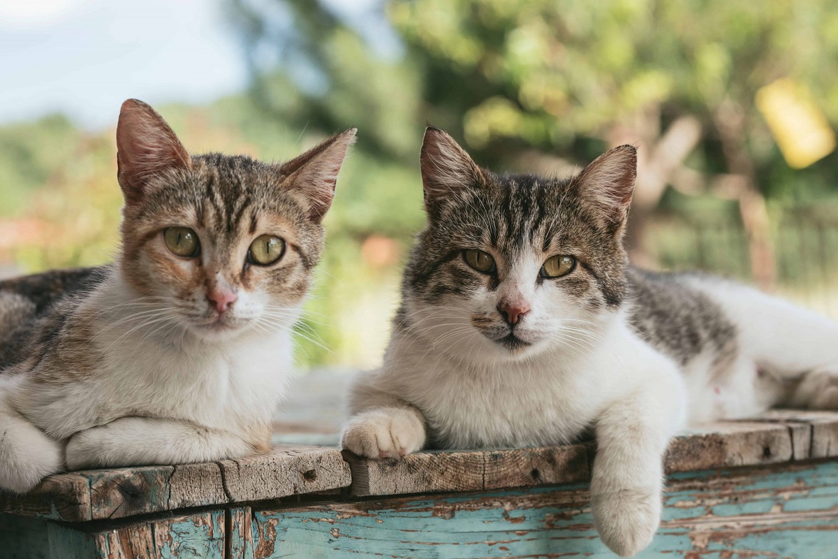 gatti in giardino