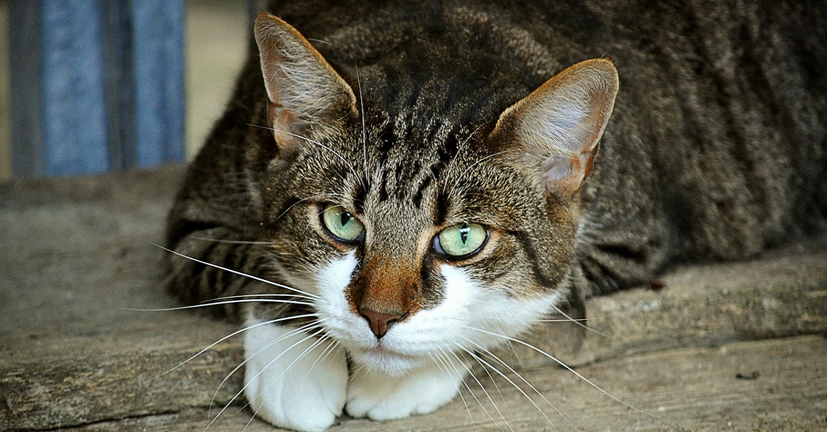 Odore dei gatti: da che cosa proviene?