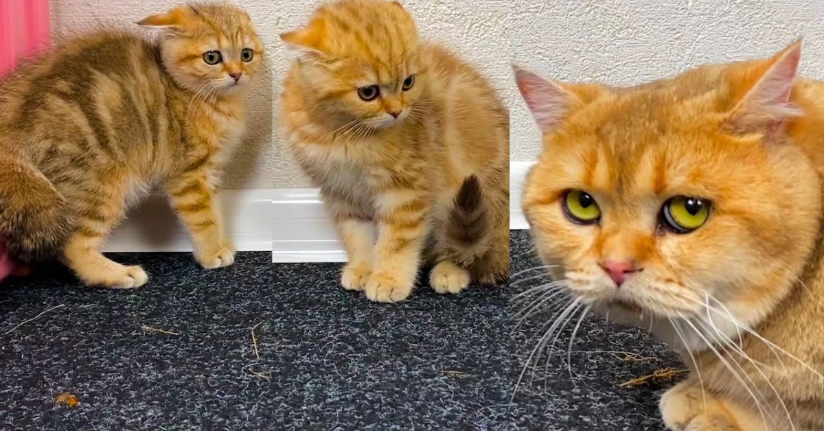 Un papà gatto incontra i suoi gattini per la prima volta (VIDEO)