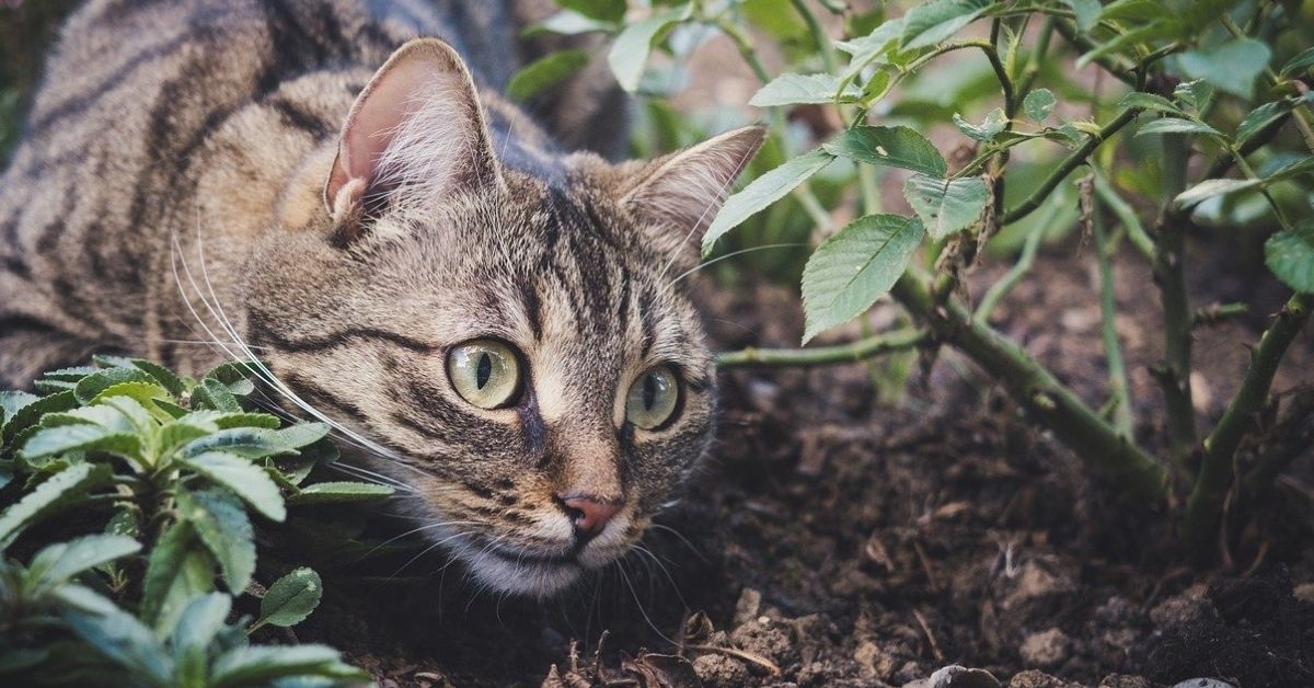 Perché i gatti non obbediscono ai comandi e ti ignorano?