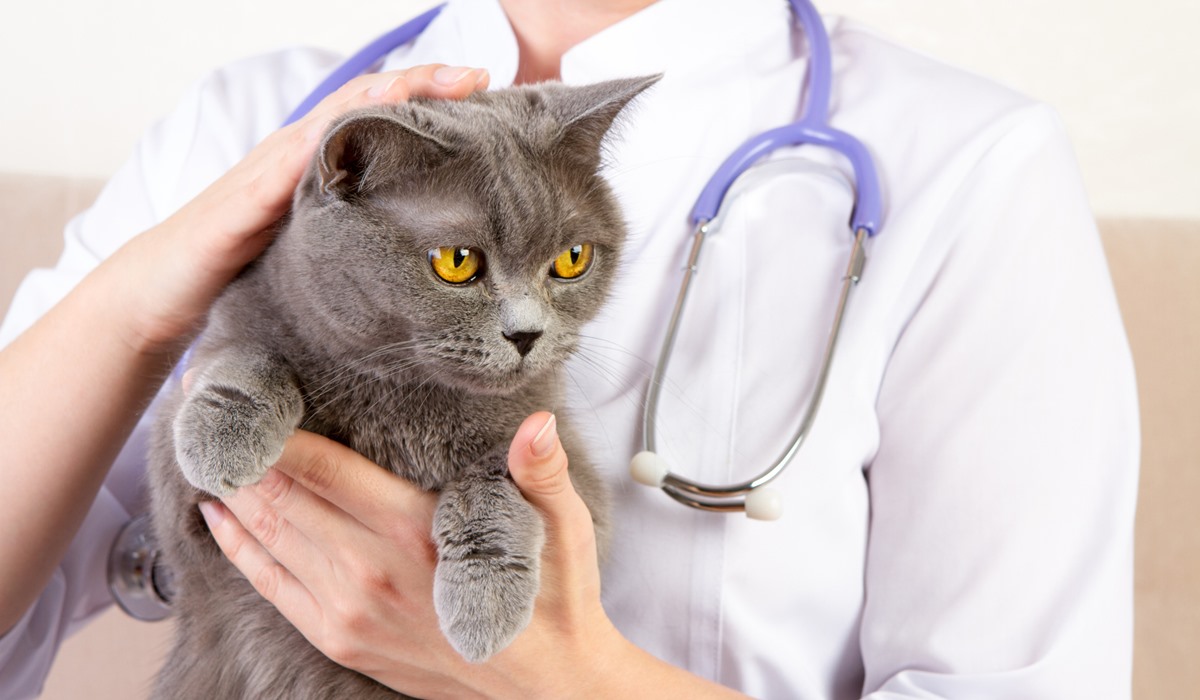 gatto grigio dal veterinario