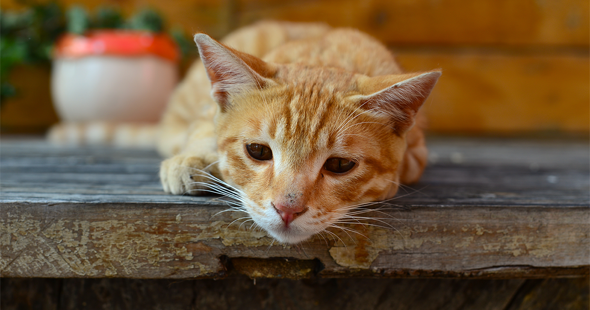 gatto arancione con l'espressione triste