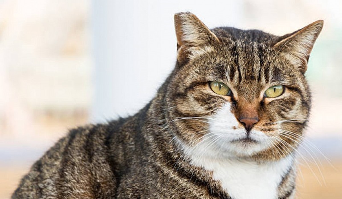 gatto anziano con il mantello tigrato