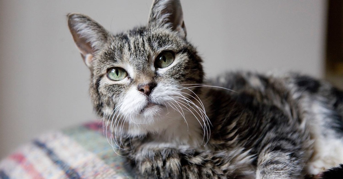 Perché il gatto ha i testicoli gonfi? Tutte le cause e cosa bisogna fare