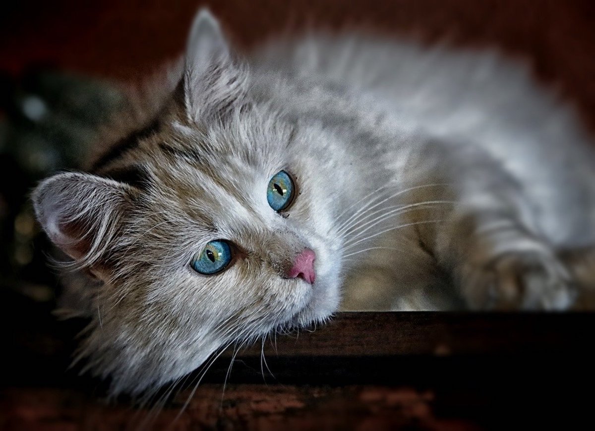 gatto occhi bellissimi