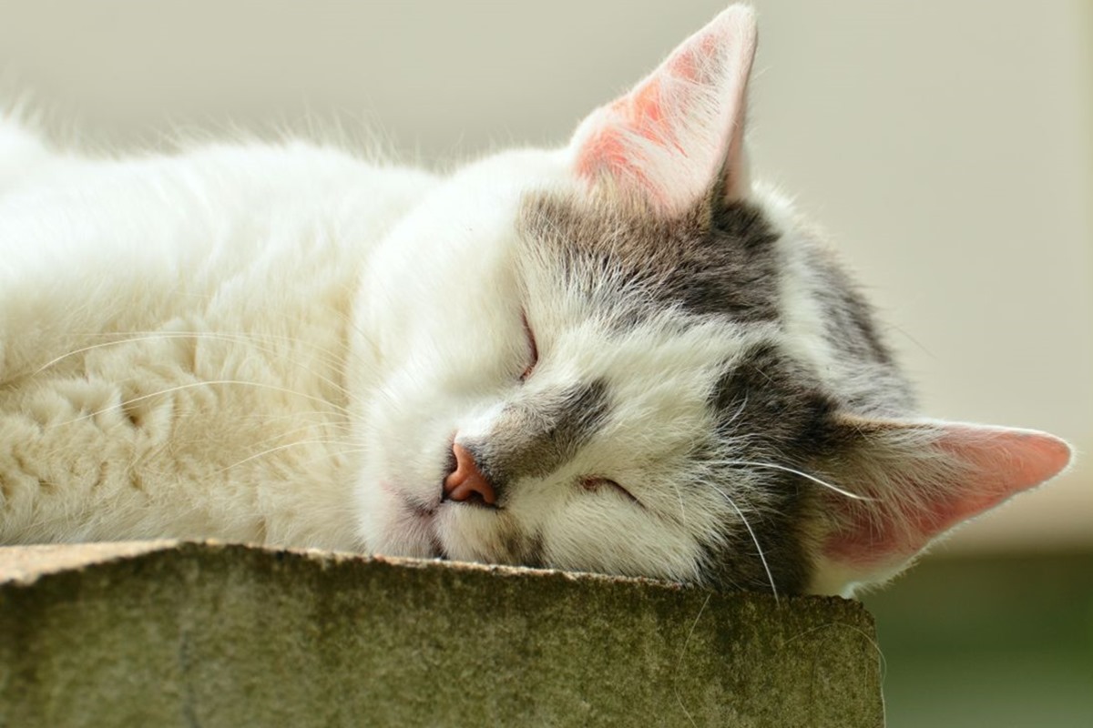 gatto che dorme