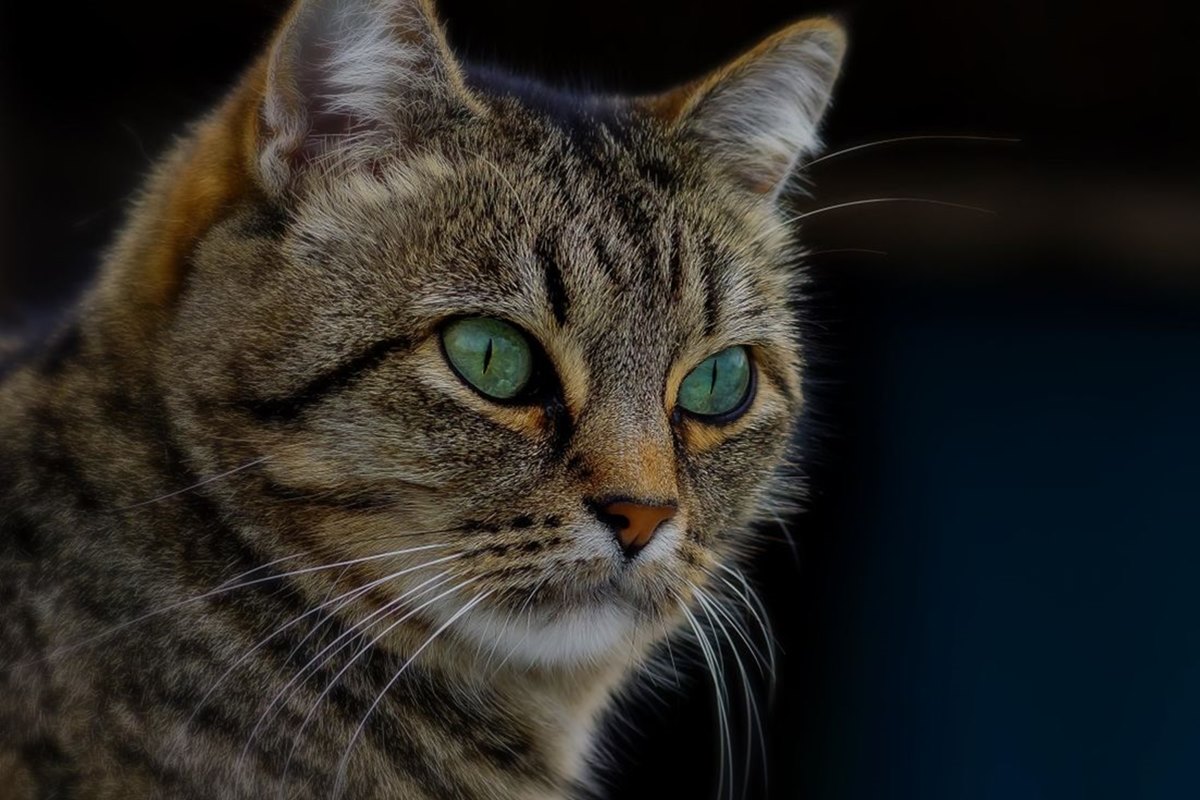 gatto con gli occhi verdi