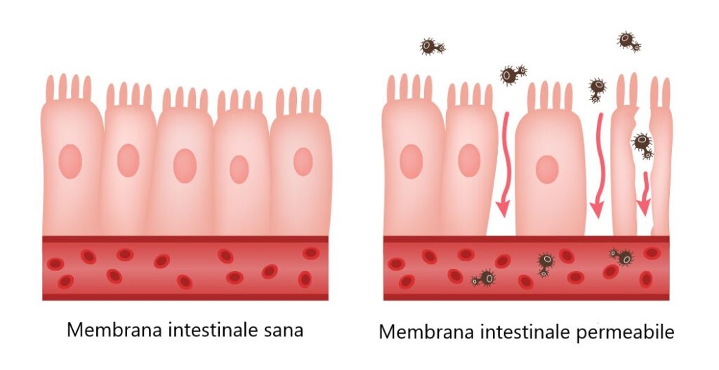 Gatto e permeabilità intestinale