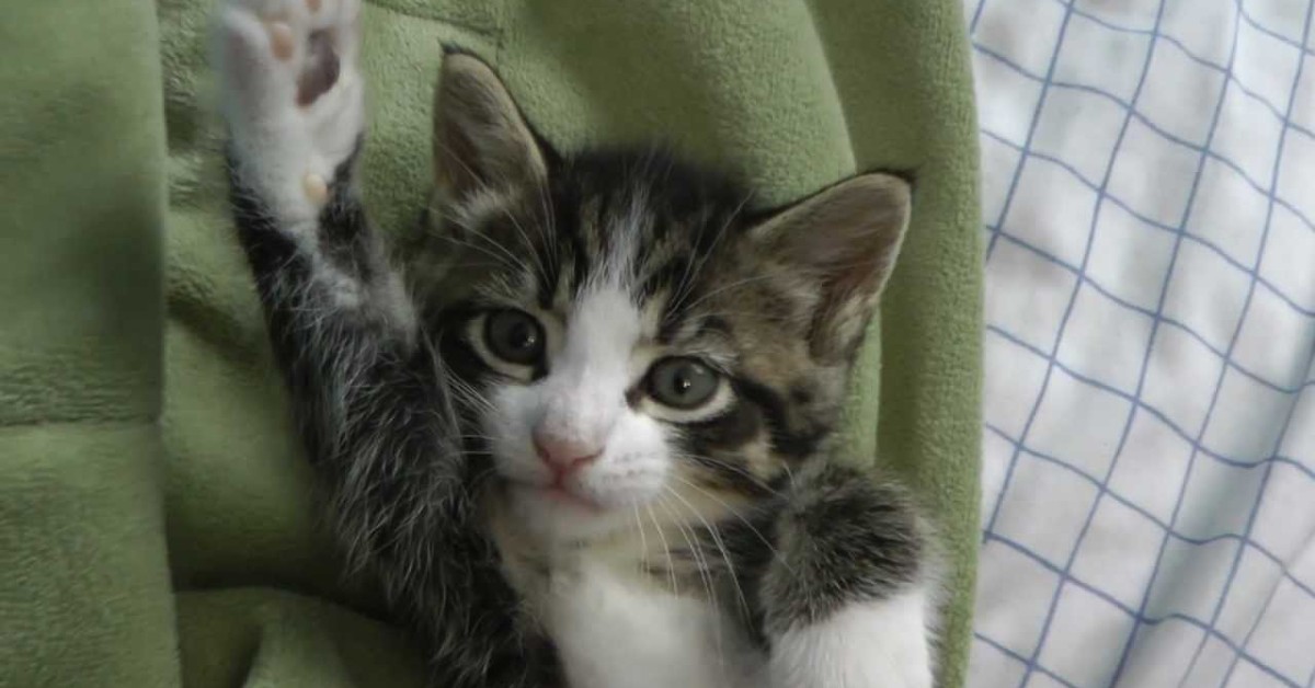 Un piccolo gattino si sveglia con estrema tranquillità (VIDEO)