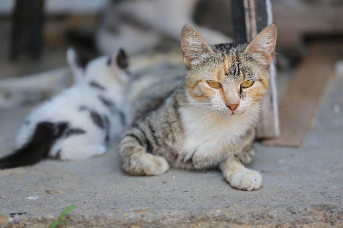 mamma gatta che allatta un gattino