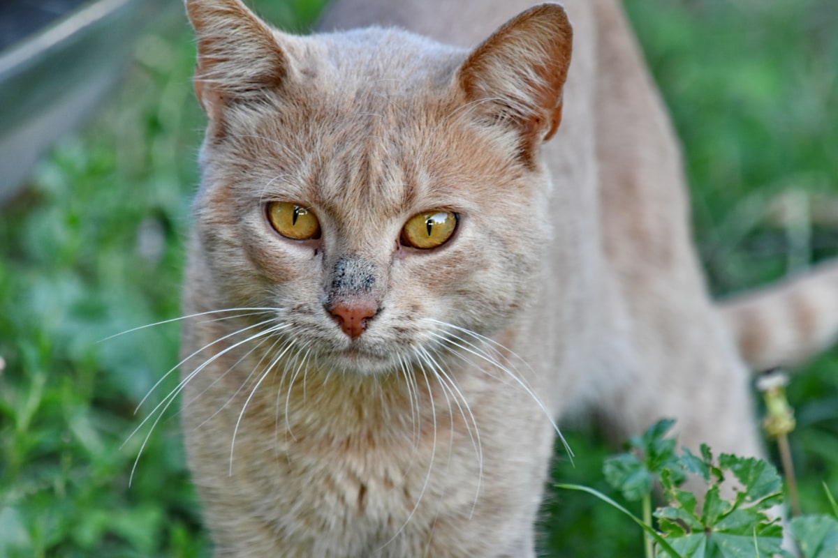 gatto randagio con problemi al naso