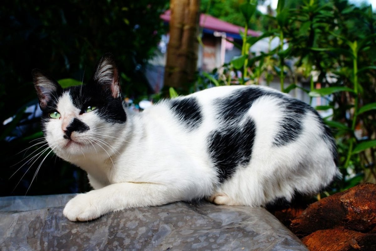 gatto bianco e nero