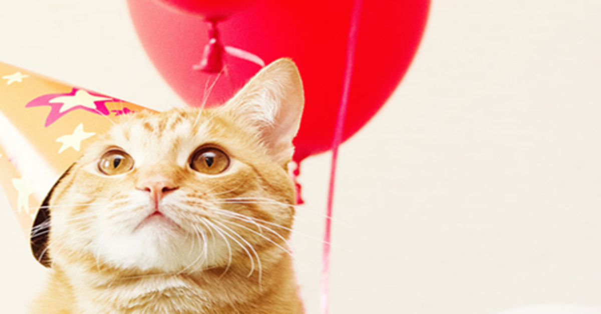 Una ragazza celebra i quattro anni del suo gattino con un compleanno in piena regola (VIDEO)