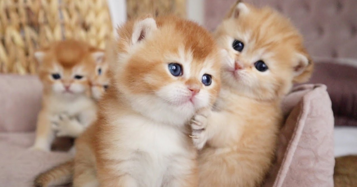 Quattro gattini si rilassano insieme e giocano con la loro mamma (VIDEO)