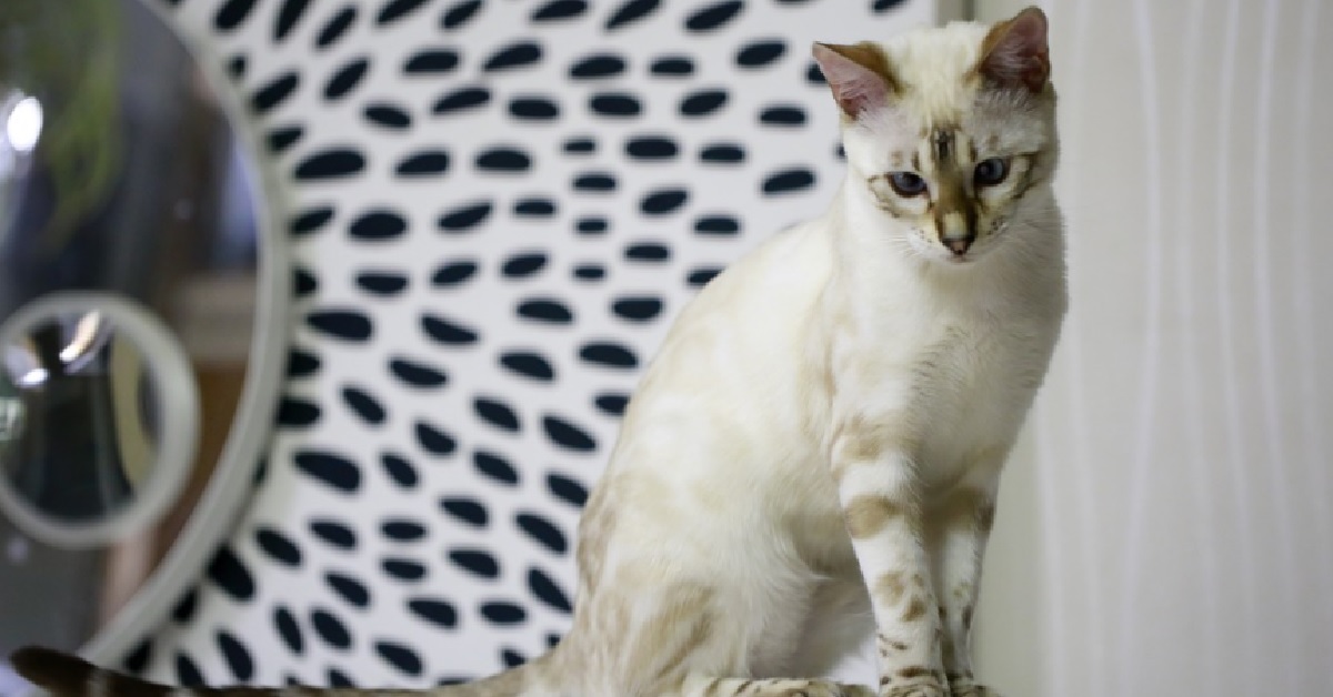 Questo gattino del Bengala se la prende con la sua ciotola preferita, il video è insuperabile