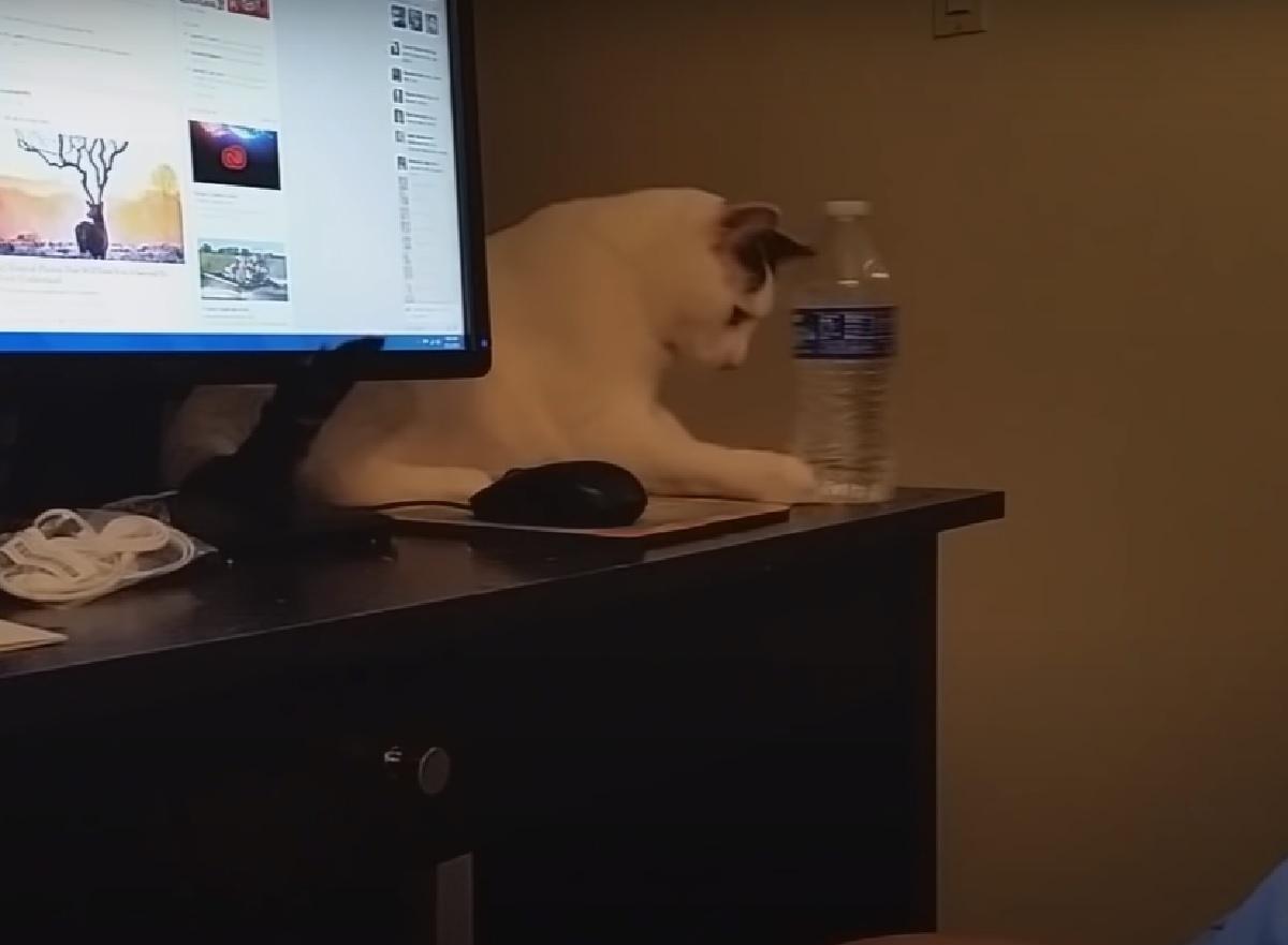 ruppie gattino scrivania acqua