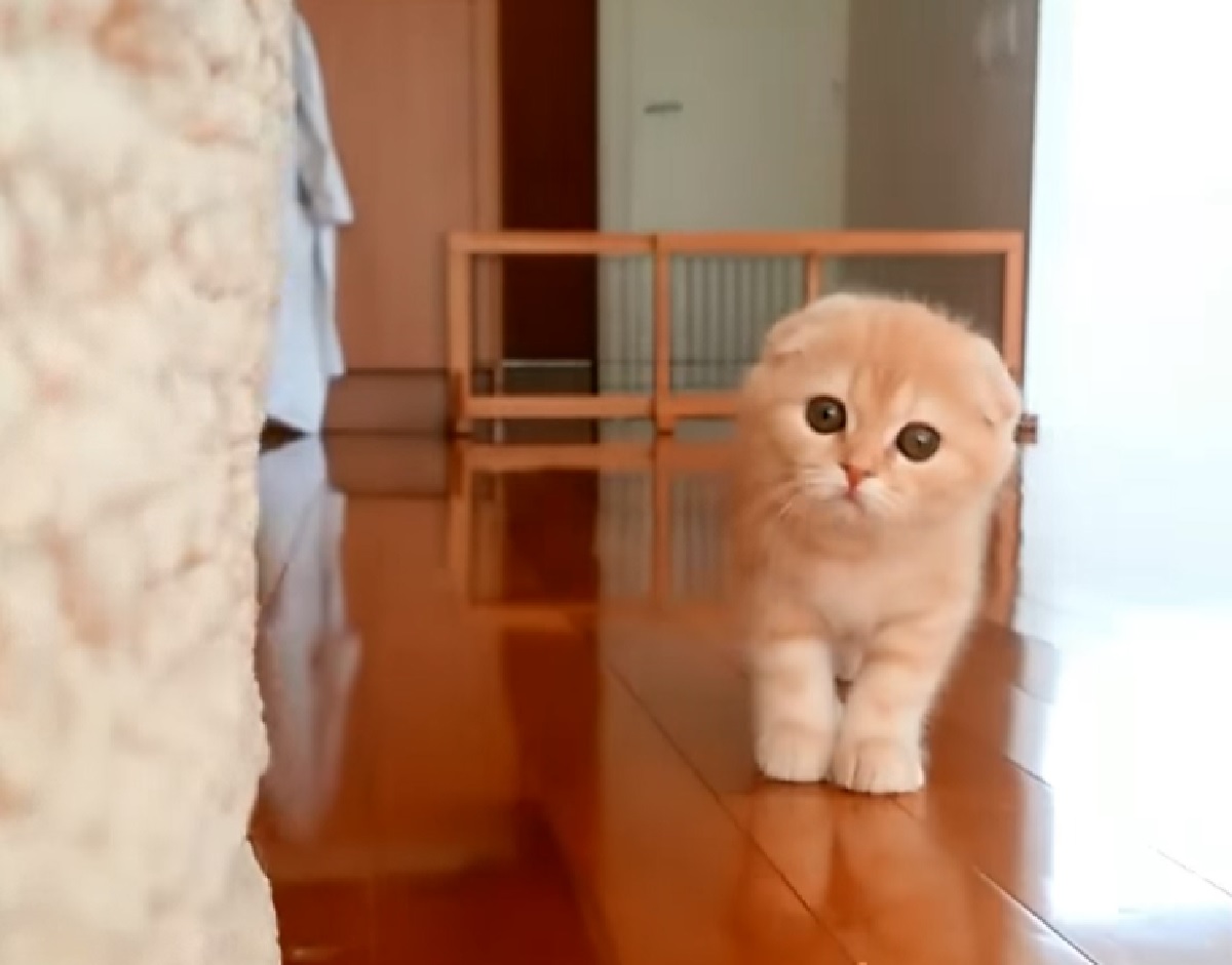 gattino scottish fold suspense