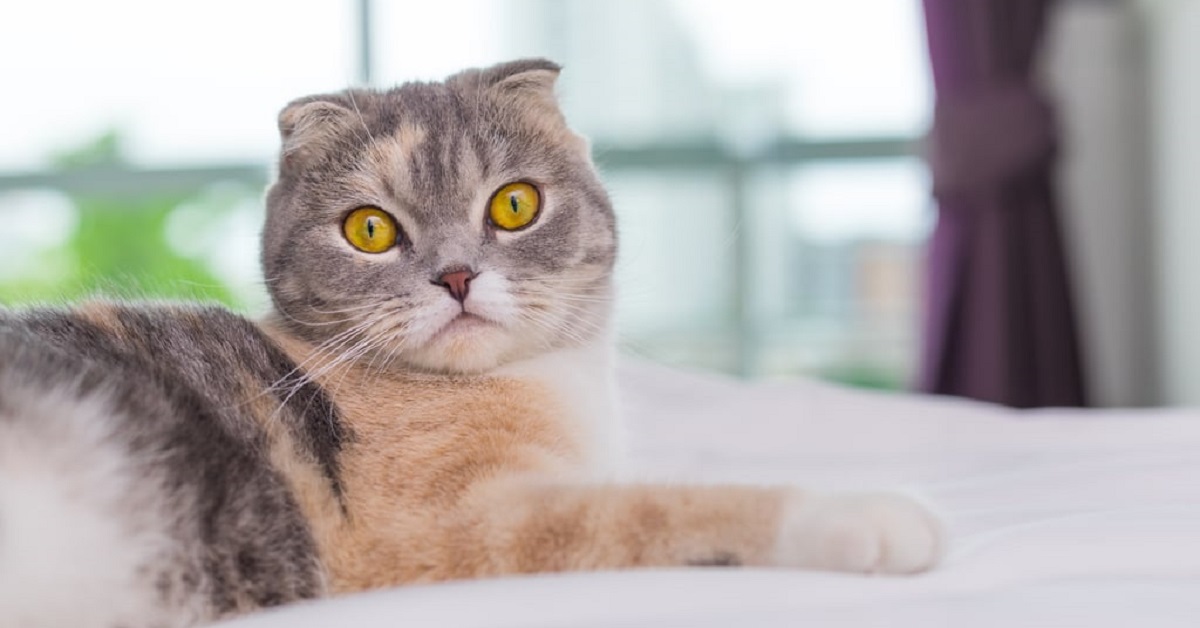 Questo gattino Scottish Fold potrebbe tranquillamente recitare in un film horror, il video vi sconvolgerà