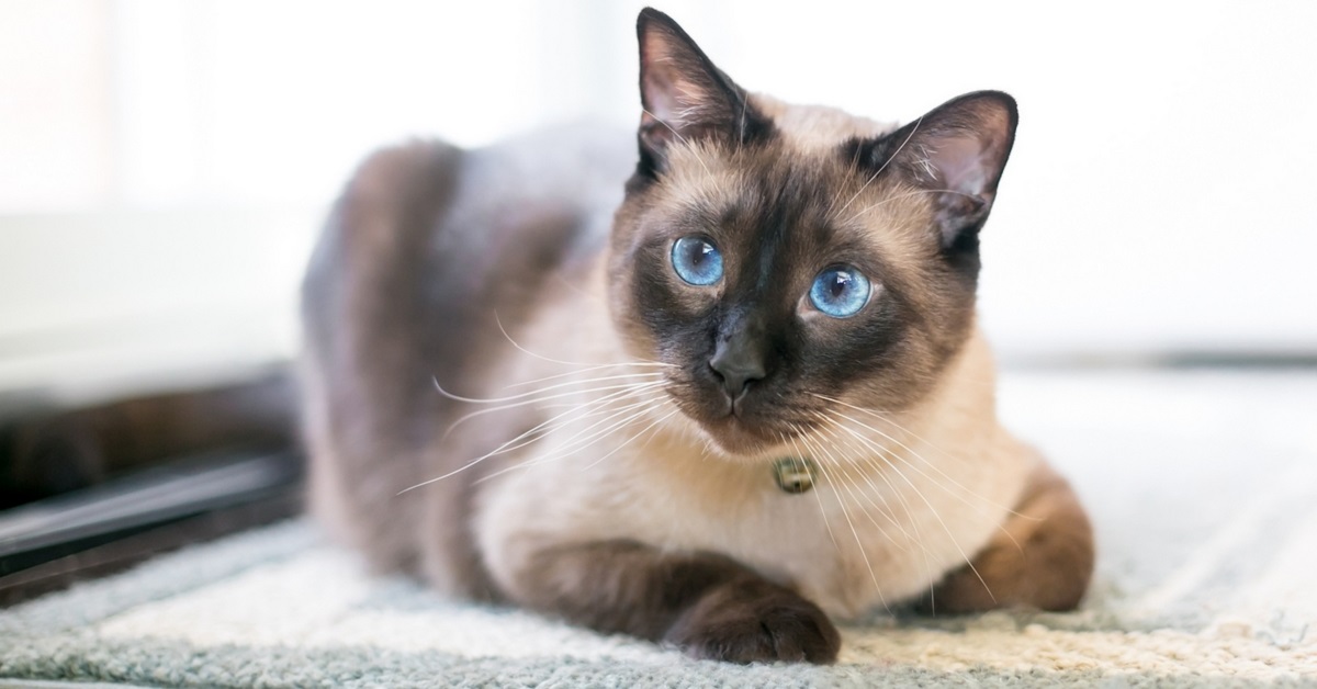 gatto siamese