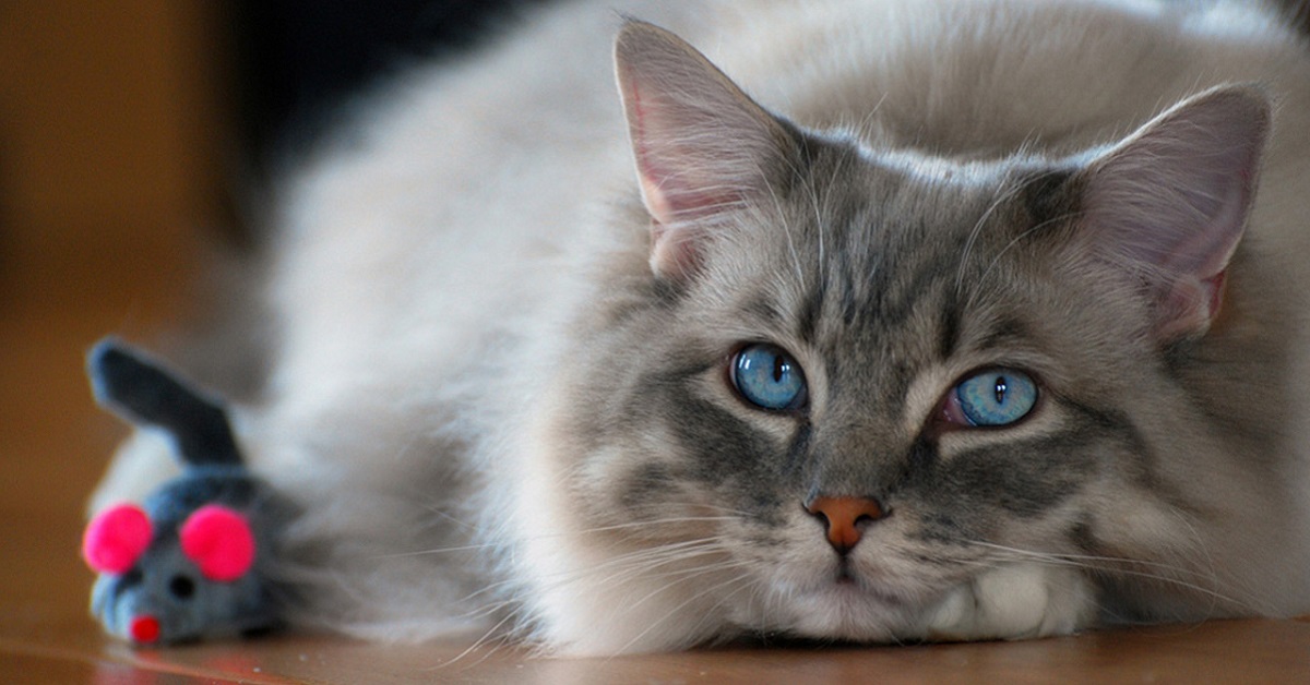 Le razze di gatti adatte ai bambini: quali sono le migliori per i nostri figli