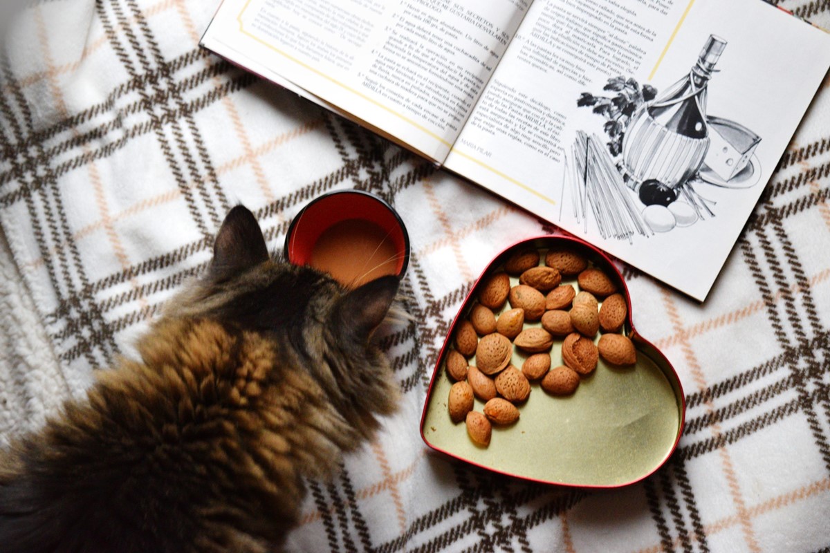 gatto che vuole assaggiare il caffè