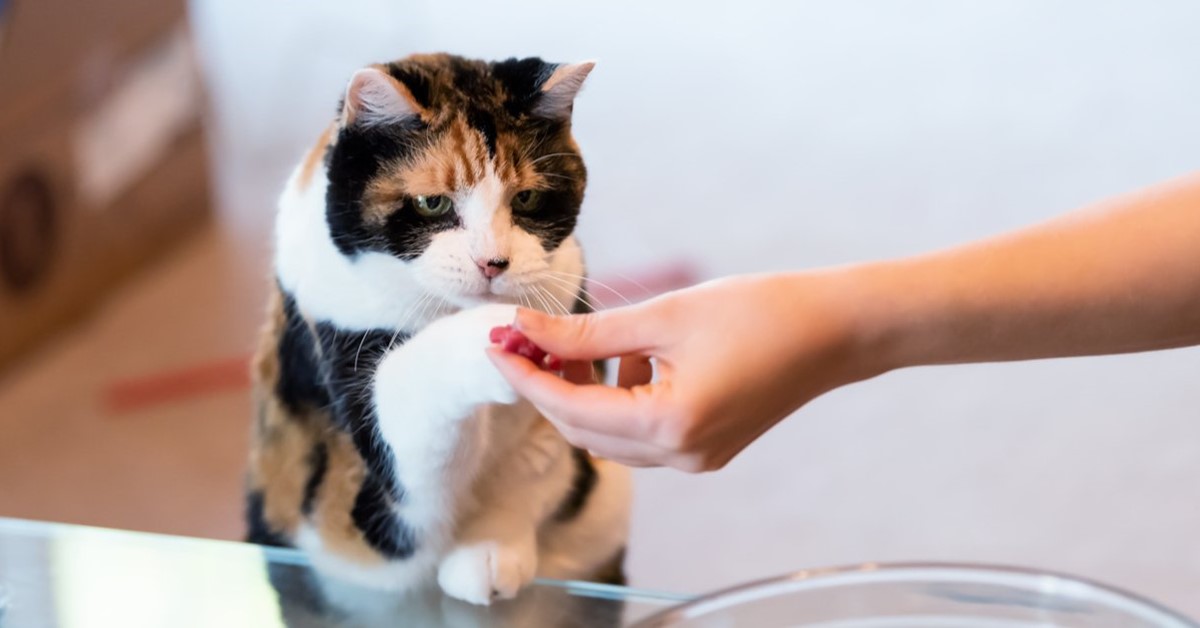 Ricette homemade per gatto: 10 piatti che Micio amerà