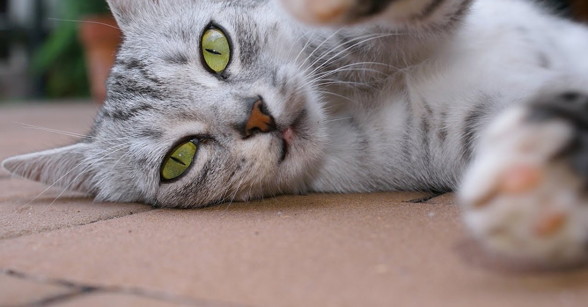 Svelata la ricetta magica per tenere sempre il tuo gatto in forma e in salute