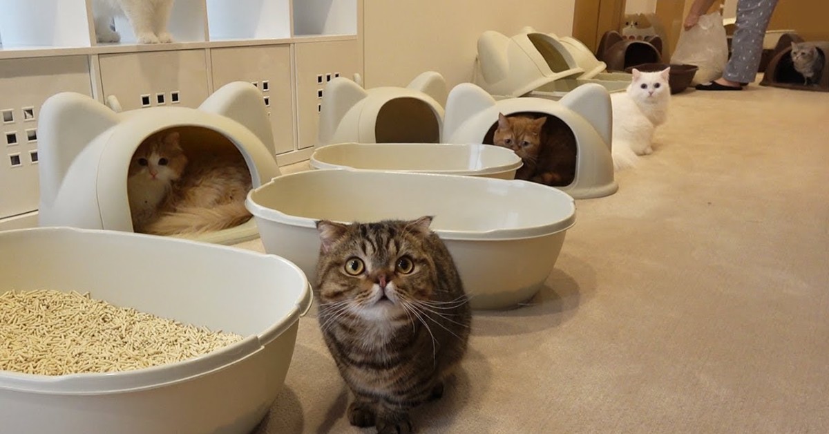 Sette gattini vivono insieme nella stessa casa senza alcun problema (VIDEO)