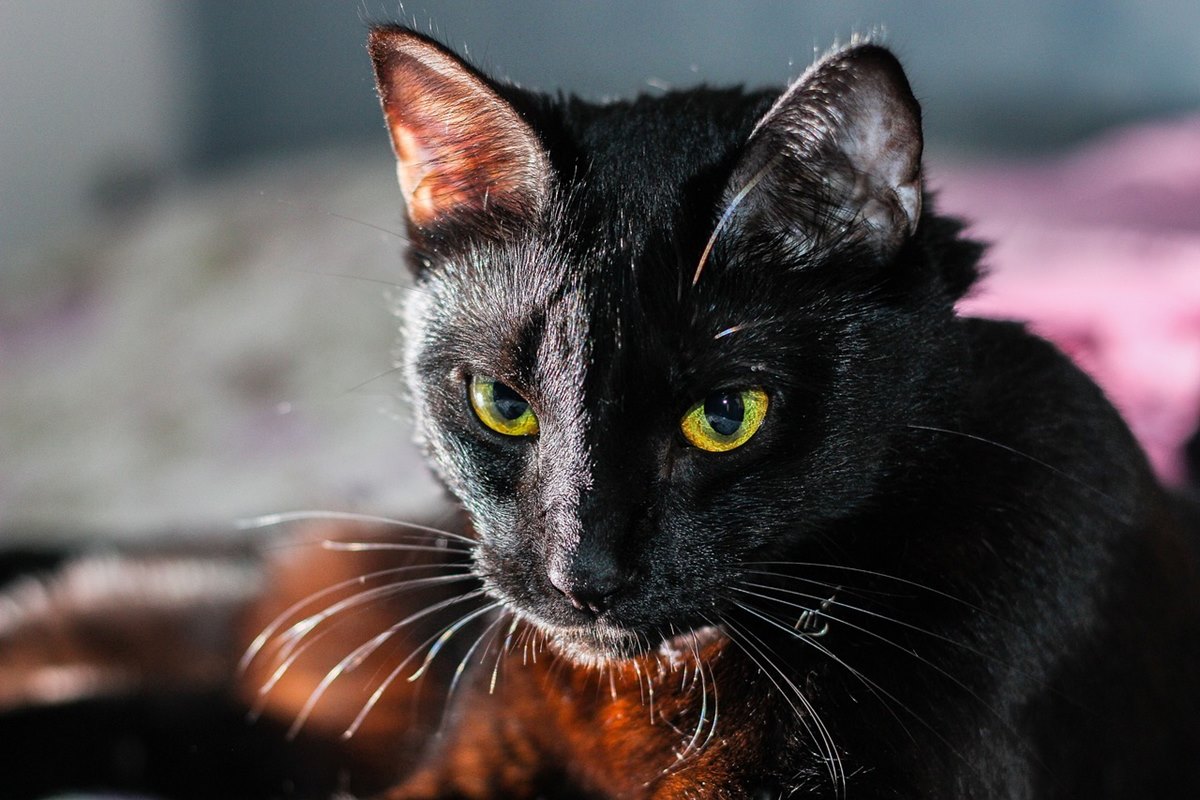 gatto nero con gli occhi gialli