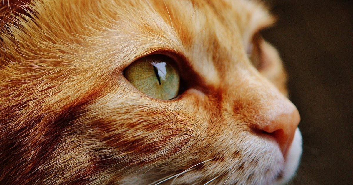 Come funziona il sistema nervoso del gatto?