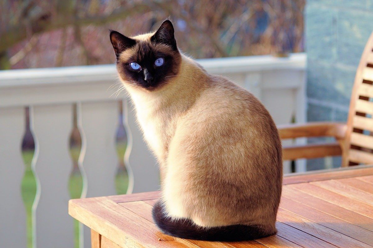 gatto siamese a pelo corto