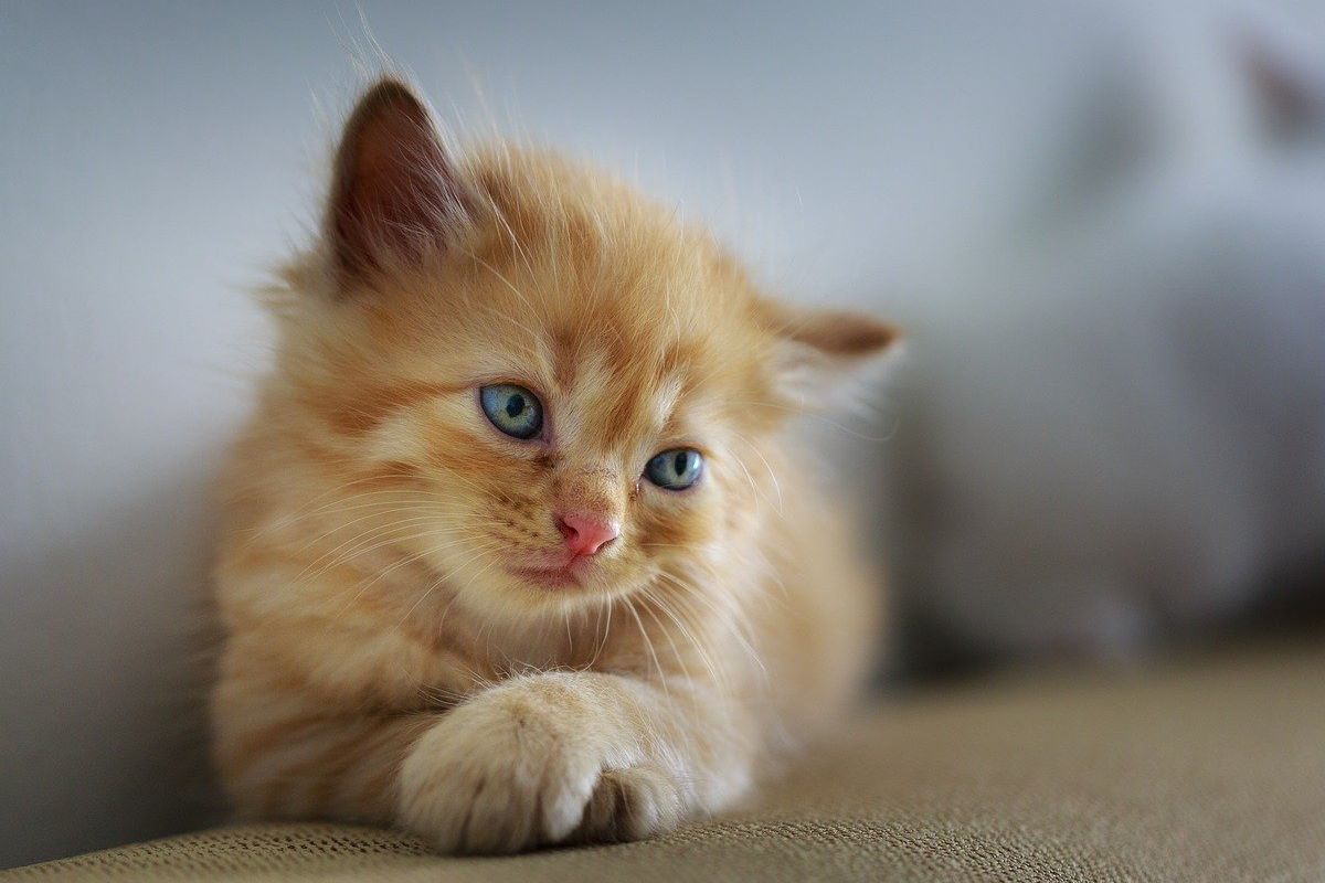 gattino arancione
