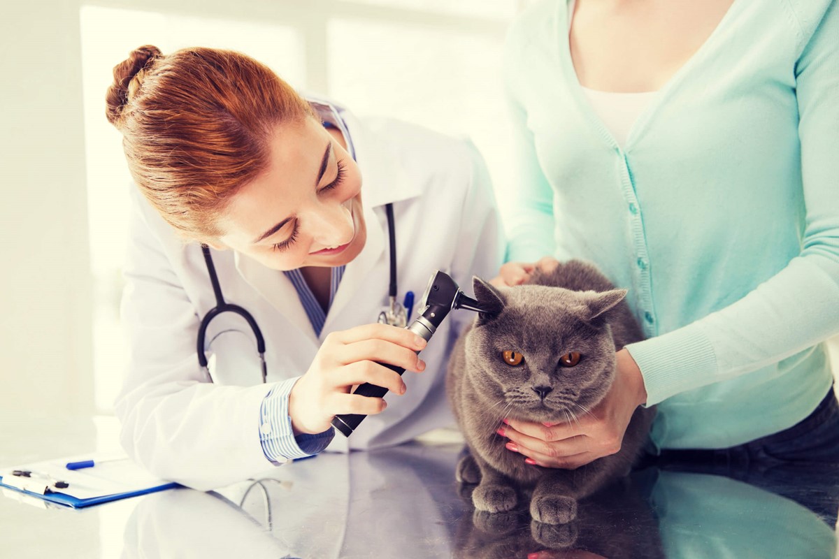 veterinario controlla il gatto