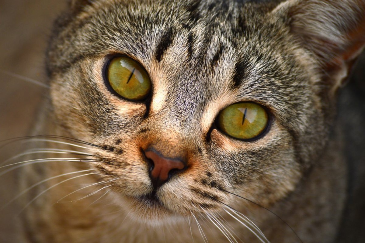 gatto con occhi verdi