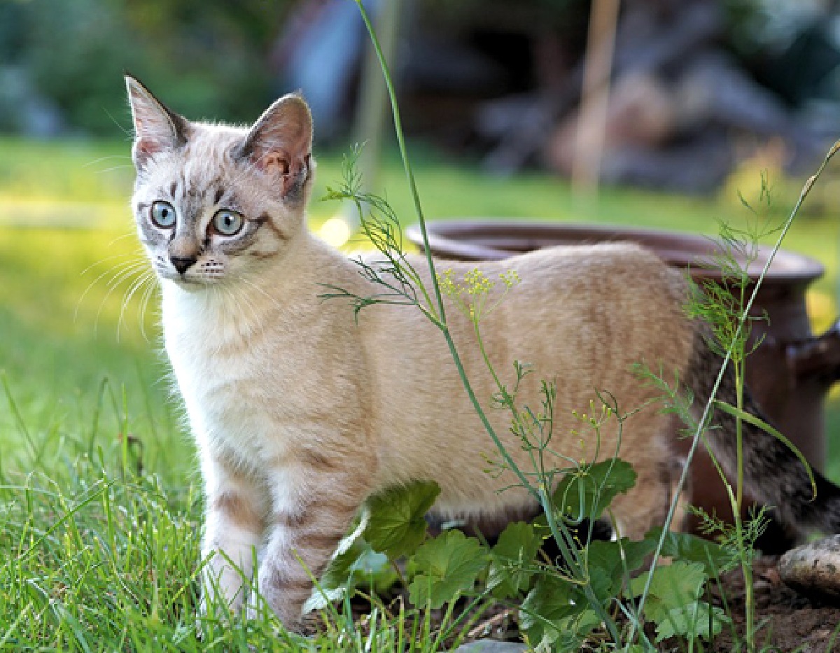 gatti punto studio scientifico michigan