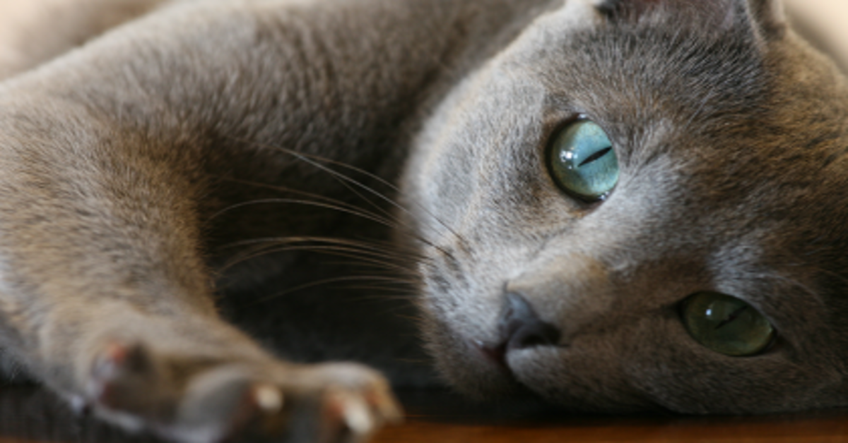 Un gattino si arrabbia molto quando viene ignorato dalla padrona intenta a giocare con il telefono cellulare (VIDEO)