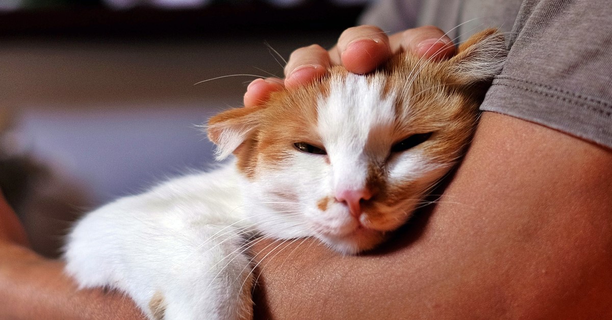 Tolfedine per gatti: che cos’è questo farmaco, a cosa serve e cosa cura