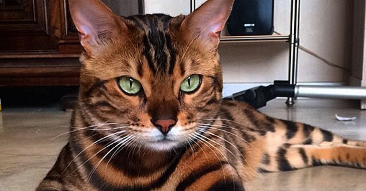 cuccioli di Toyger carattere