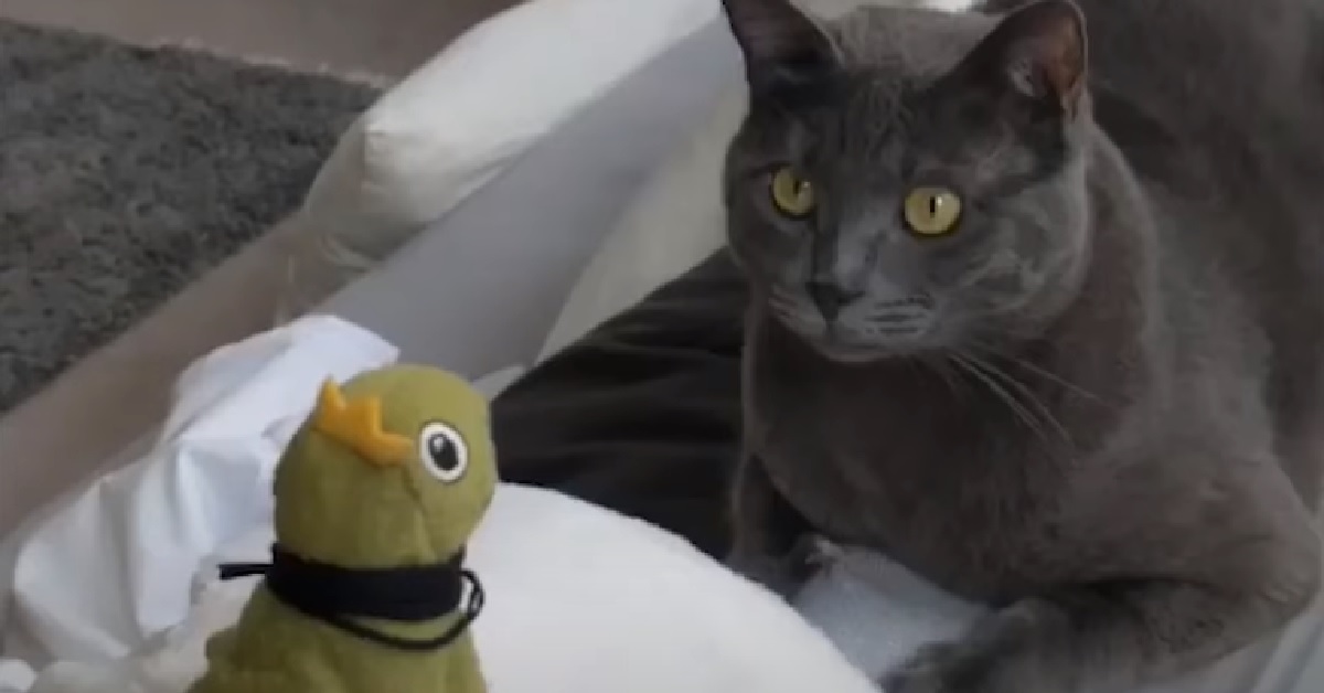 Un gattino Certosino ed una rana giocattolo condividono uno strano rapporto, il video è curioso