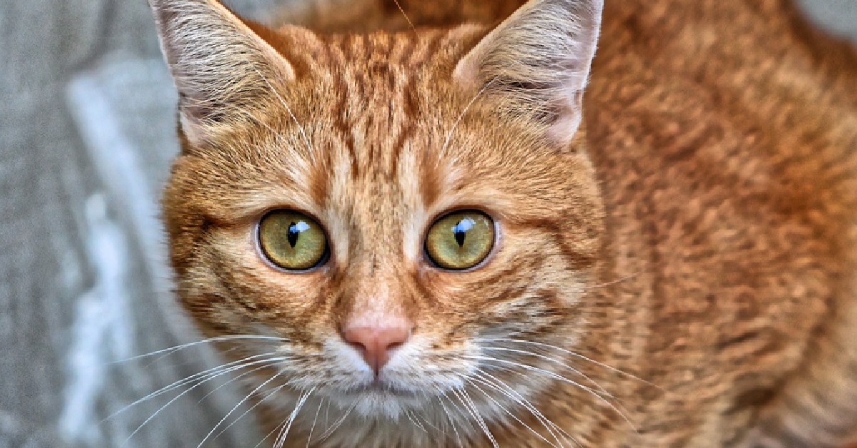 Un gattino rosso diventa il migliore amico di una mandria, l’amicizia fra mucche e micio in video