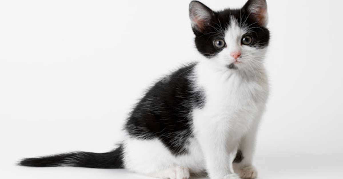 Un gattino viene scoperto mentre fa una birichinata  mentre si trova solo in casa (VIDEO)
