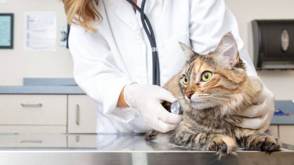 Veterinario gatto