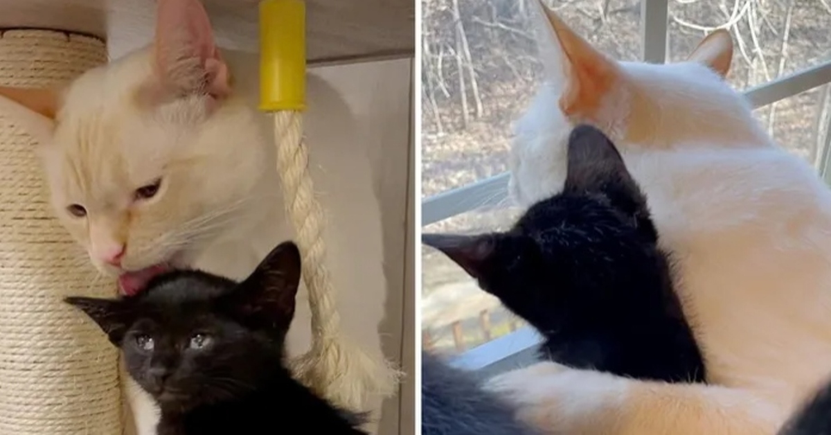 Bear, il gattino che si è preso cura di tre cuccioli abbandonati (VIDEO)