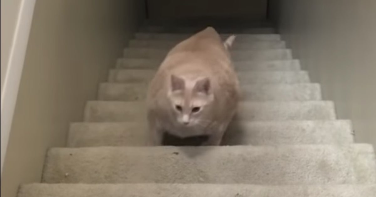 Un gattino sovrappeso si esercita salendo le scale di casa sua (VIDEO)