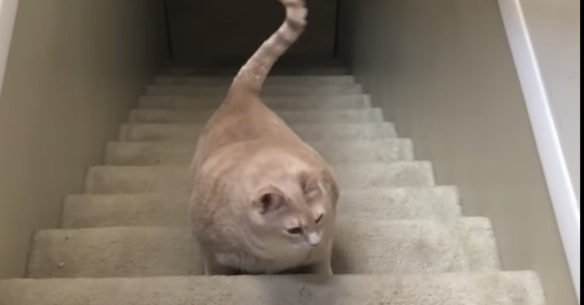 Gatto obeso Bronson si esercita salendo le scale