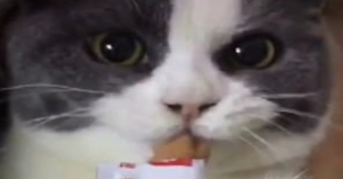 Chen Goudan gattino British Shorthair snack video