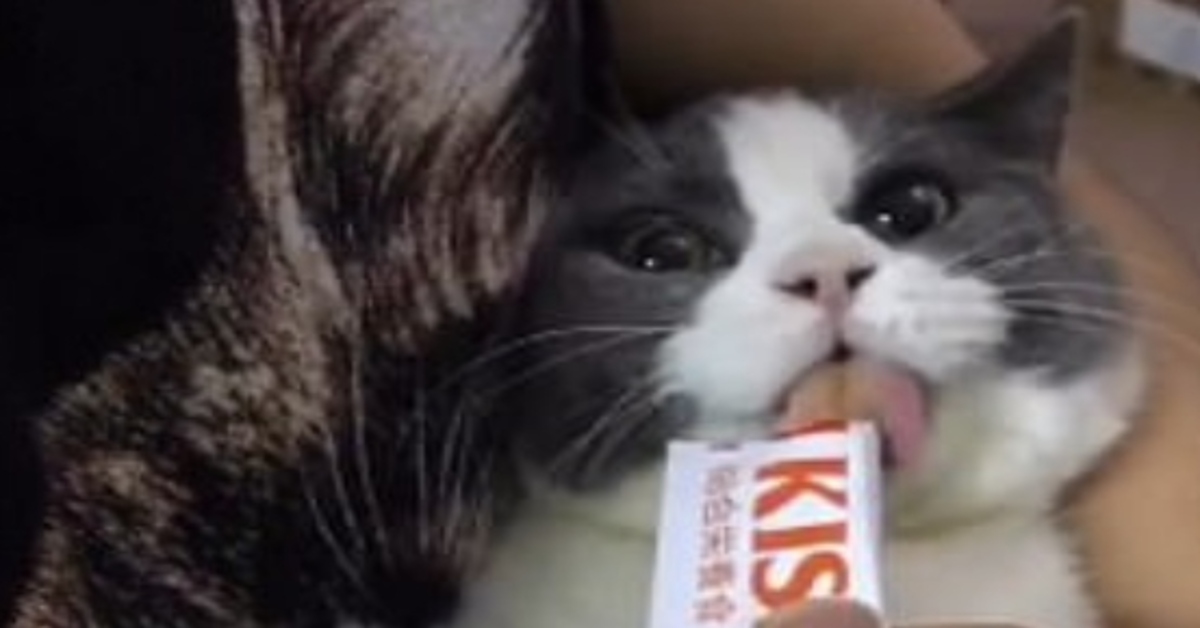 Chen Goudan, il gattino British Shorthair che vuole mangiare uno snack (VIDEO)