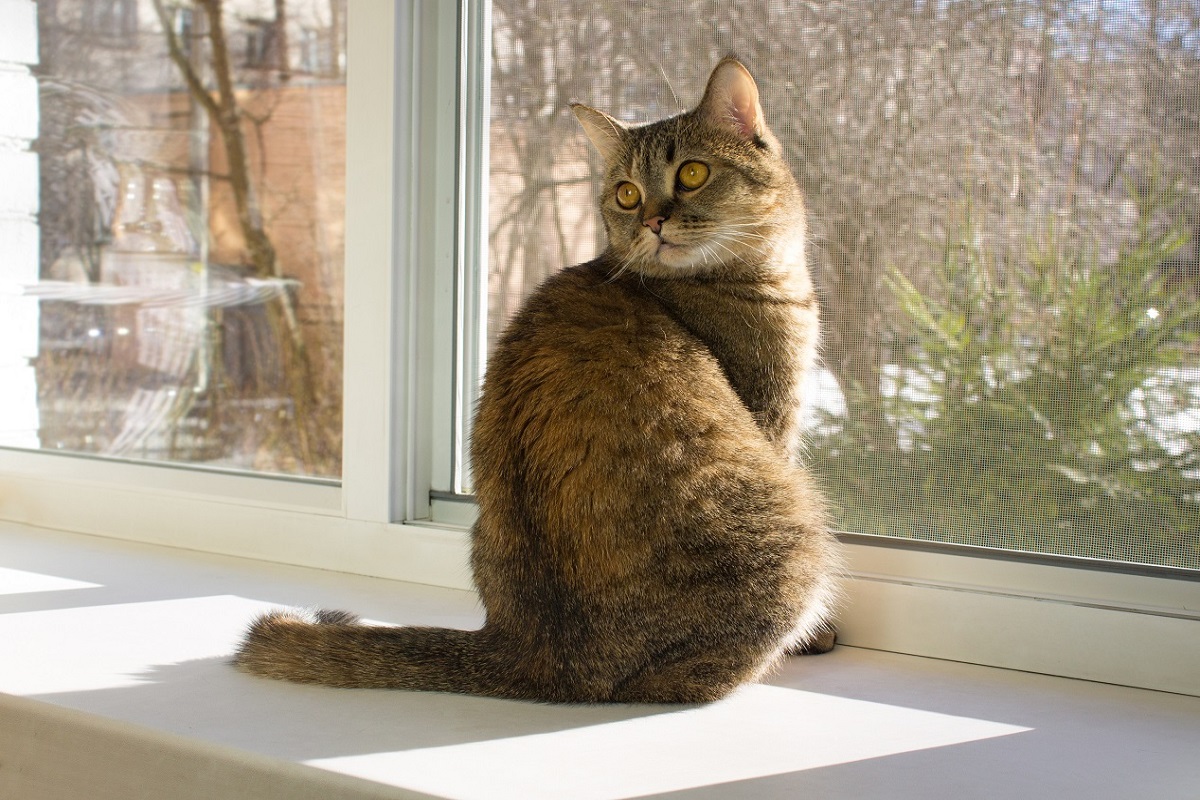 gatto davanti alla finestra