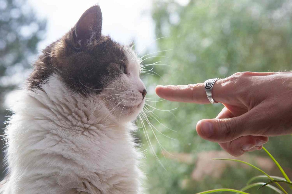 dito puntato su gatto